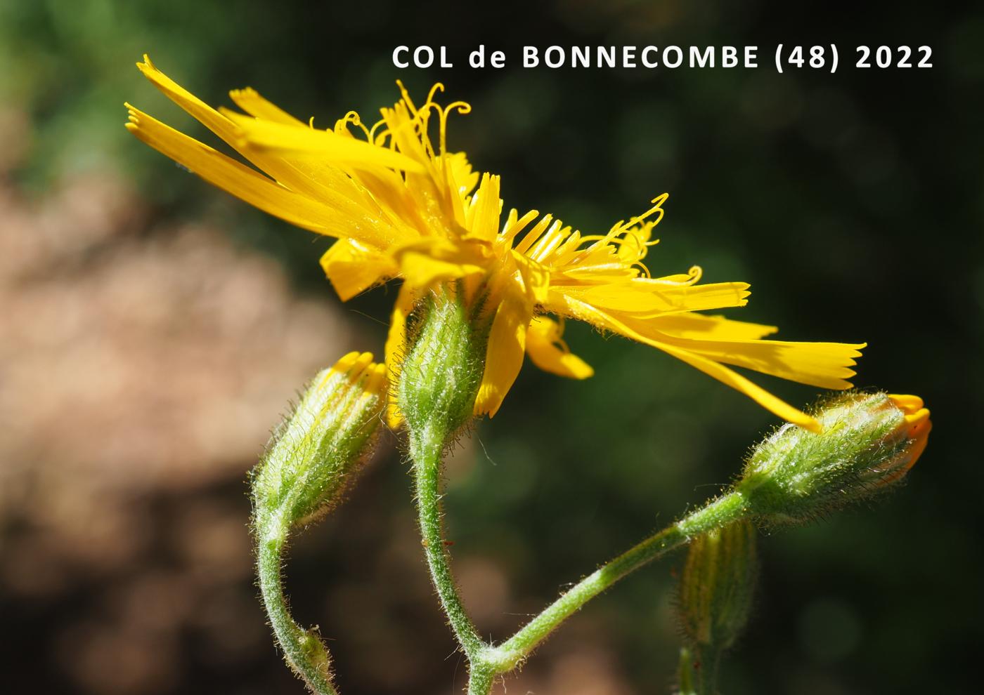 Hawkweed, Wall flower